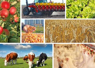 Raspisan poziv za kapitalne investicije u poljoprivredi – Evo ko može da se prijavi