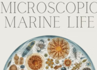 Umetničko takmičenje "Science without Borders 2026"