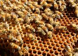 BeeFest – Prvi regionalni festival pčelarstva 1. februara u Beogradu