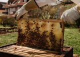 Pčelari USK upozoravaju: Klimatske promjene smanjuju prinose meda